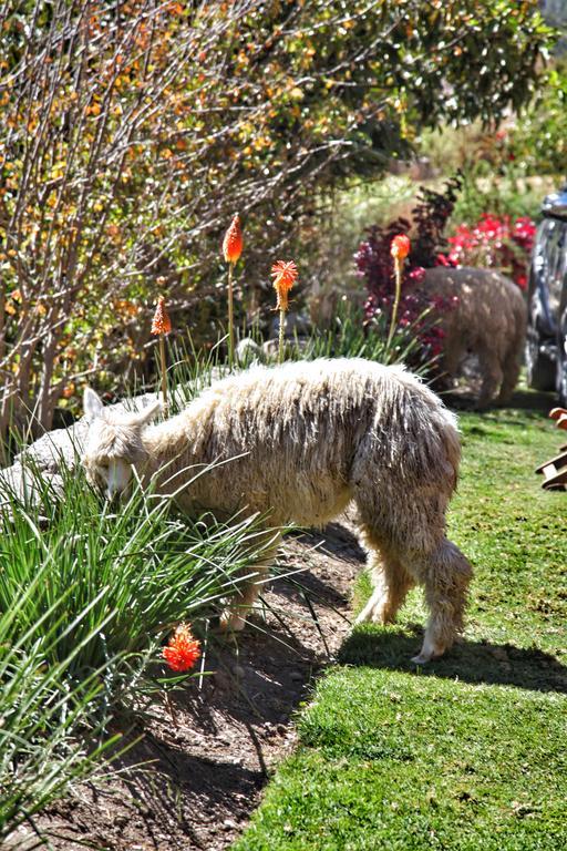 Tunupa Lodge Hotel Ollantaytambo Εξωτερικό φωτογραφία